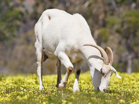 FARM 400 GOATS