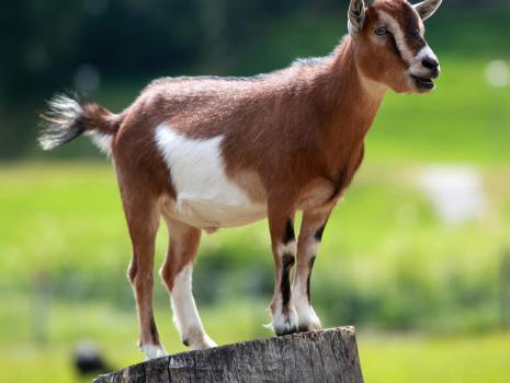 FARM 150 GOATS